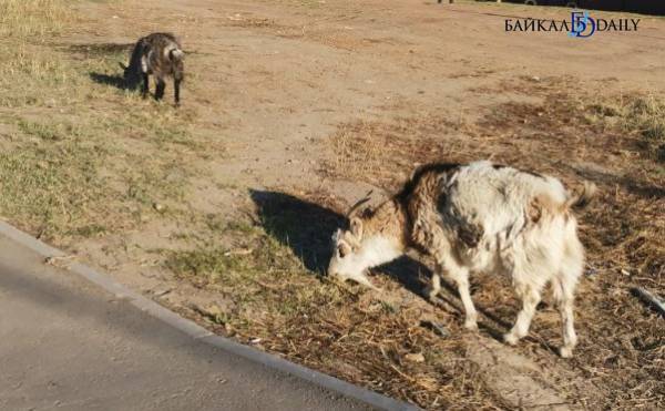 В Бурятии сельчан одолели бегающие по улицам козы