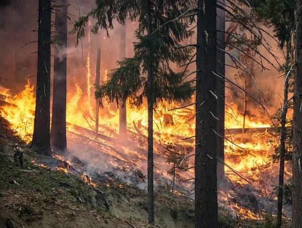В Бурятии потушили 11 лесных пожаров