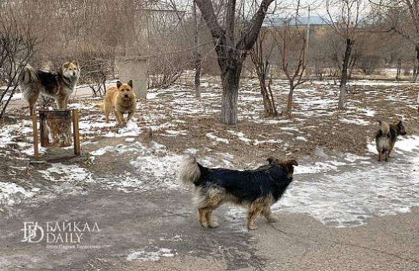 В Иркутской области ввели новые требования по содержанию домашних животных
