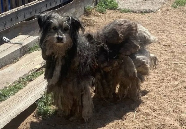 В Улан-Удэ бродячую собаку избавили от ужасной ноши