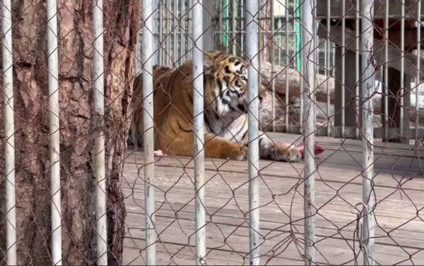 В Улан-Удэ Этнографическому музею после побега тигра выдали предостережение