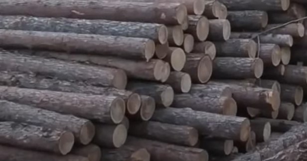 В Бурятии возбудили дело о контрабанде леса на 36 млн 