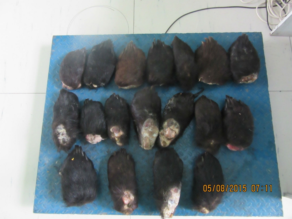 На границе Забайкалья в вагоне с пиломатериалами нашли 18 медвежьих лап 