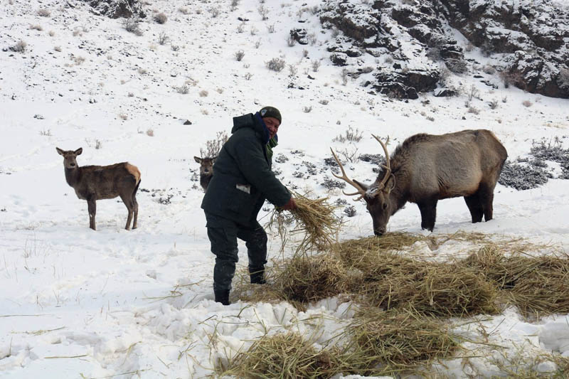 В Монголии участились случаи проникновения животных в города
