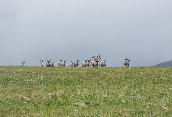 В Бурятии численность северного оленя остаётся стабильно низкой 