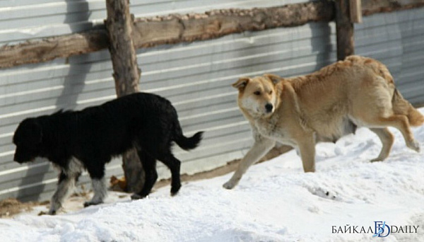 В Улан-Удэ школьникам рассказали, как вести себя при встрече с агрессивными собаками