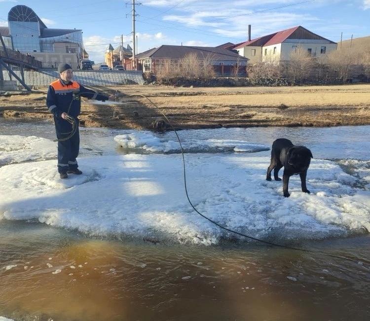 Юного забайкальца унесло течением реки при спасении собаки