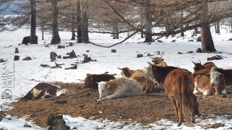 Село в отдалённом районе Бурятии утопает в коровьих фекалиях 