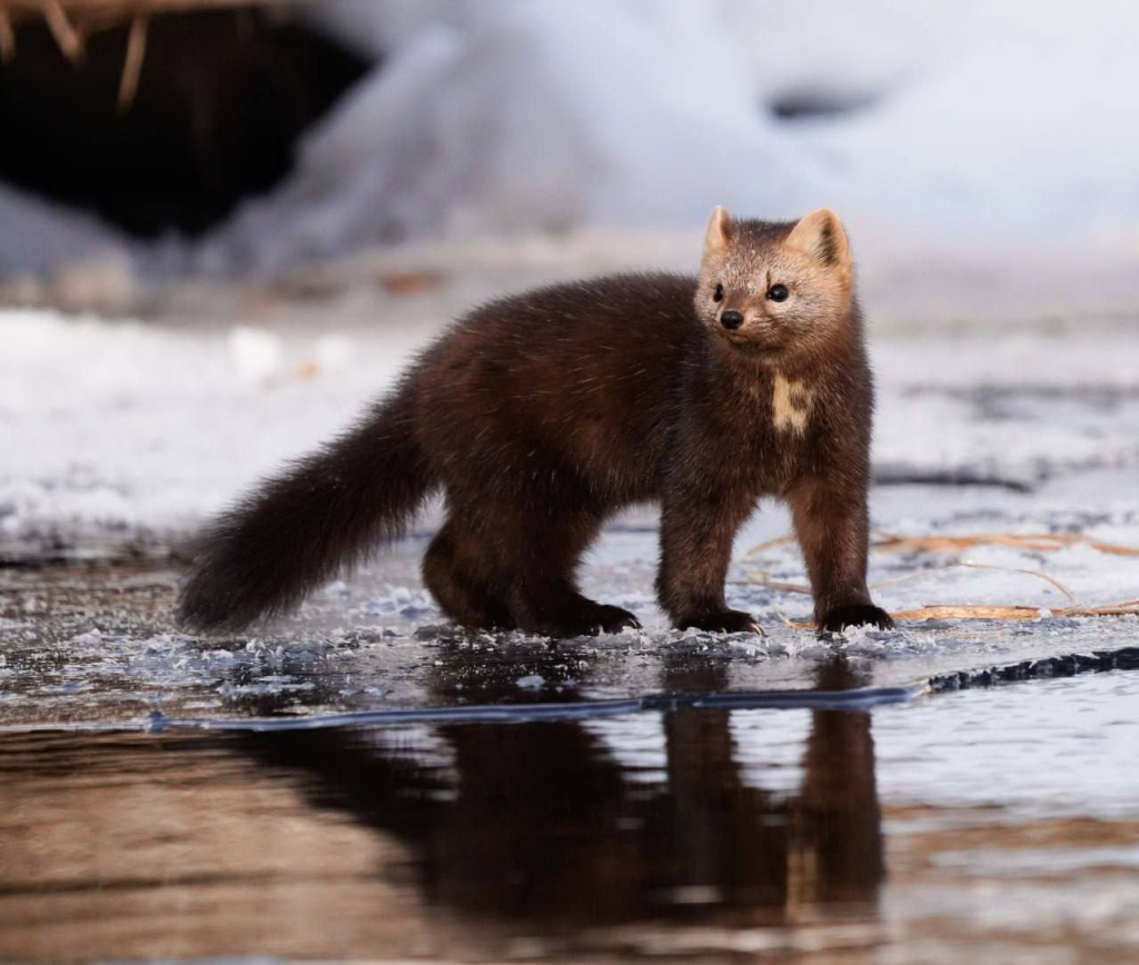 В Приангарье лесорубы заплатили за вред медведям и благородным оленям