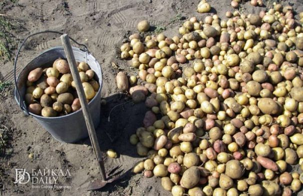 Аграрии Бурятии побили рекорды по урожайности зерна, картофеля и овощей