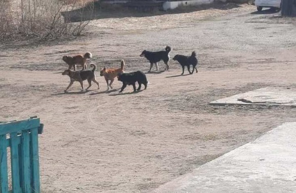 В селе Бурятии детей запугали собаки