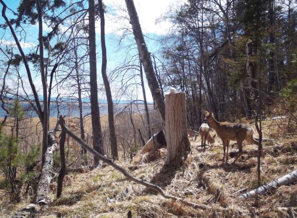 В нацпарке Бурятии животные переписываются с помощью солонцов