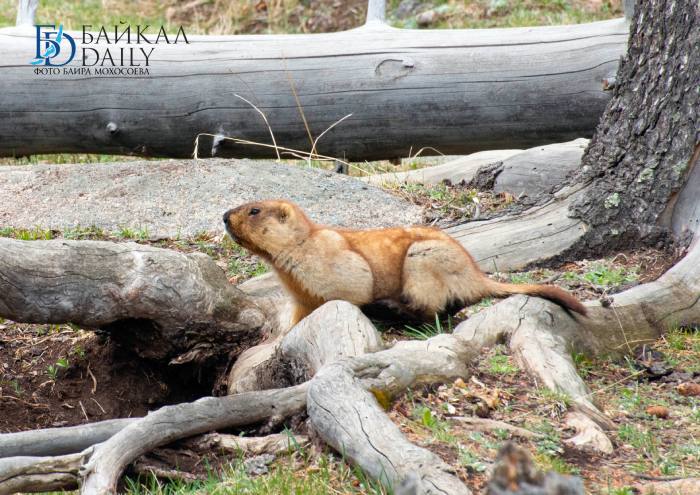 Двух браконьера оштрафовали за охоту на тарбаганов в Бурятии