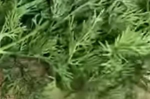 В семенах укропа в Улан-Удэ впервые обнаружили ядовитый паслен