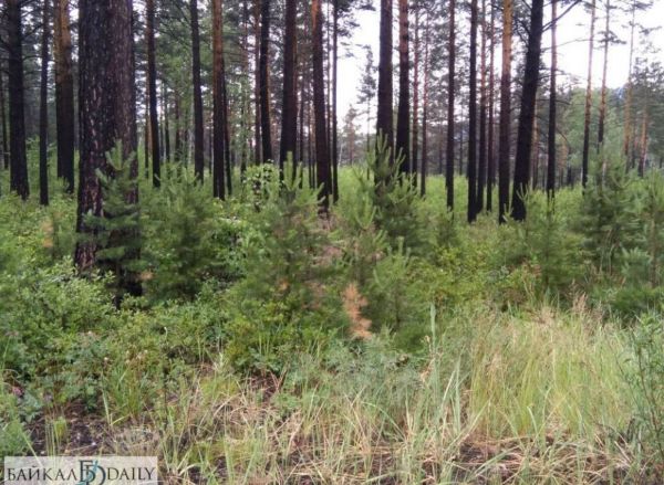 В Бурятии тушат лесной пожар в Курбинском лесничестве