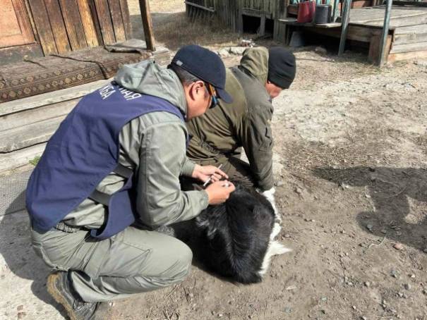 В Улан-Удэ при облаве на собак поймали двух беспризорных псов 