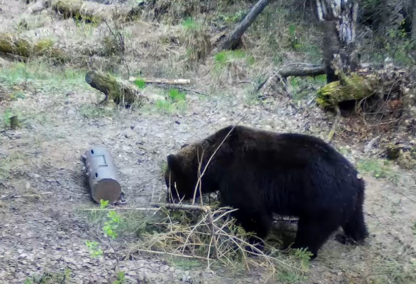 В Бурятии любопытный медведь попал на видео