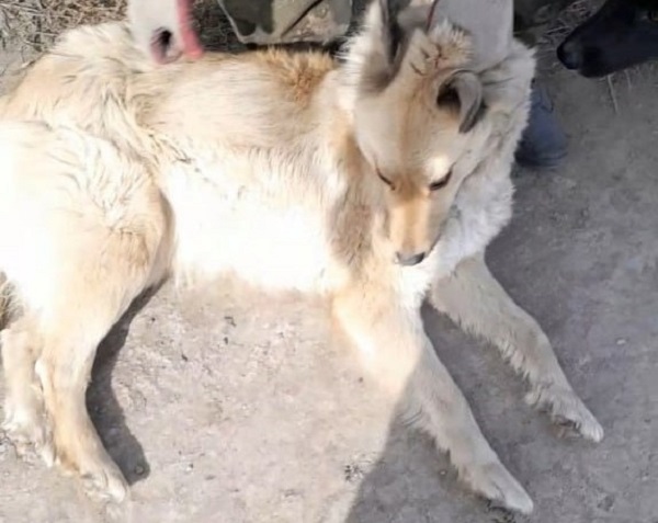 В Улан-Удэ при облаве поймали четыре бродячих собаки