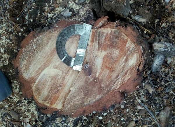 В Бурятии парень незаконно нарубил деревьев на 69 тысяч