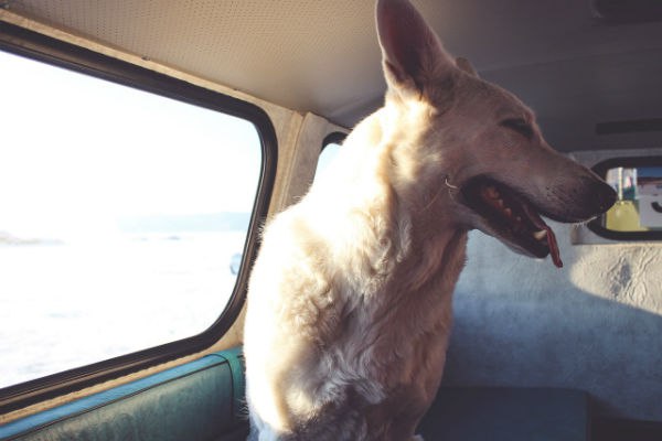 Красноярец путешествовал по Бурятии вместе с собакой (фото)