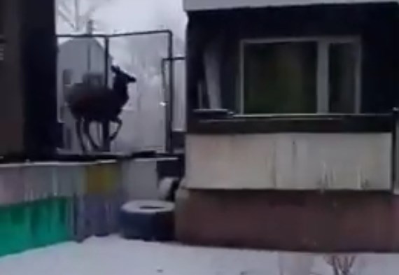 Волки загнали изюбря из тайги в центр Усть-Кута
