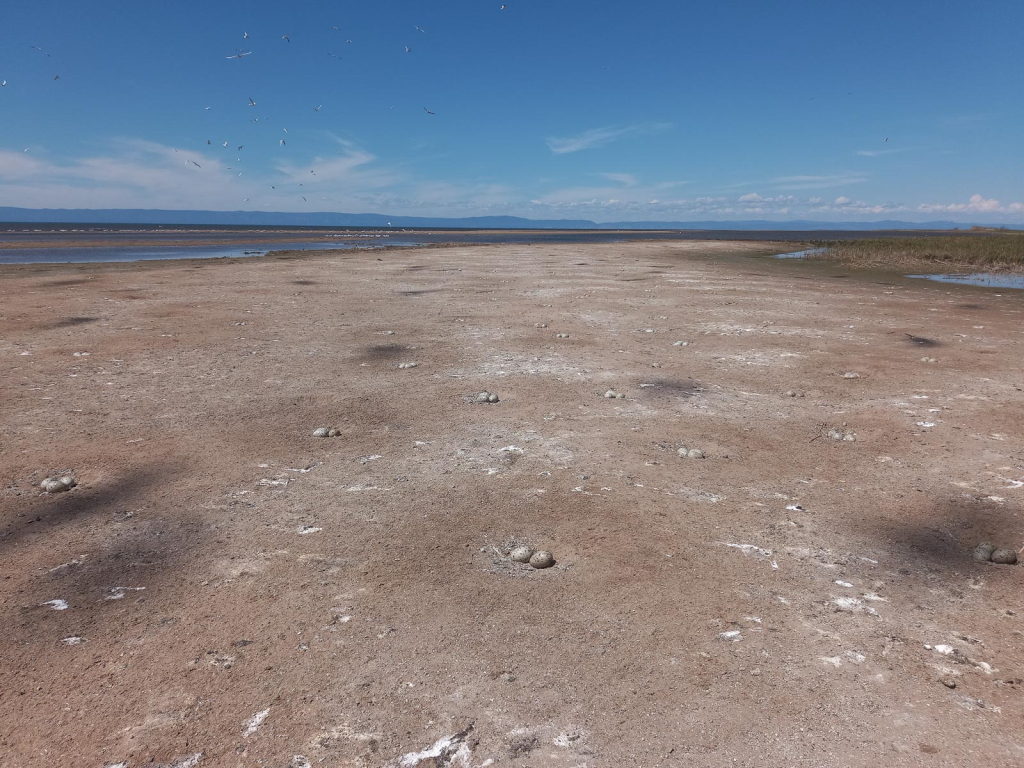 Орнитологи обнаружили поселения редкой птицы в дельте Селенги
