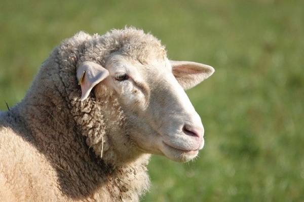 В Бурятии работница стоянки присвоила себе овец 