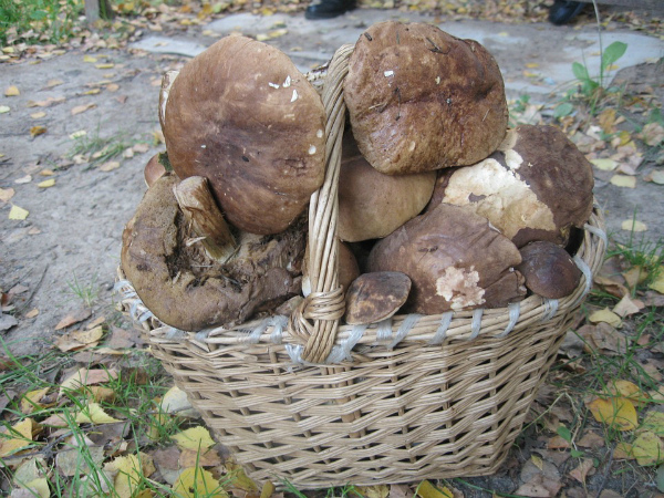 В Иркутской области грибник двое суток находится в лесу 