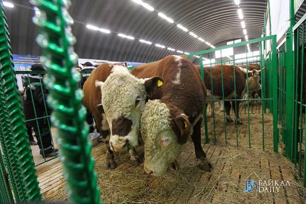 В Бурятии построят откормочник скота на 5 тысяч голов