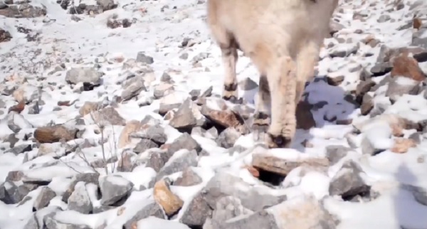 В Бурятии фотовушка «поймала» сибирского горного козла 