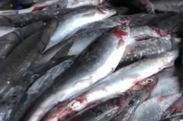В Бурятии откроют летнюю любительскую рыбалку на омуля