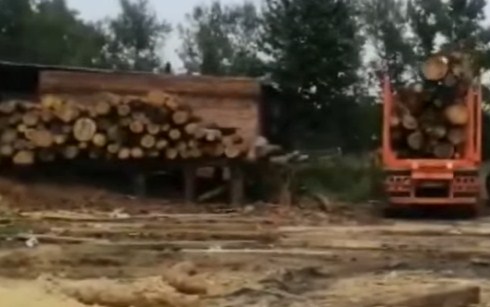 В Иркутской области ушло в суд дело о контрабанде леса на 115 млн 