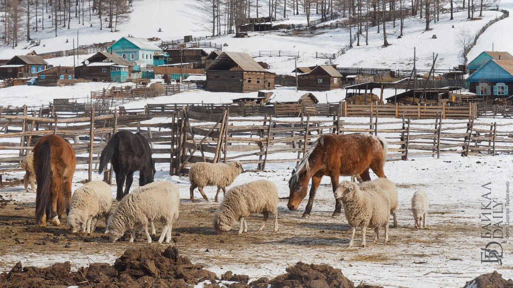 В Бурятии более 290 млн рублей направят на развитие животноводства