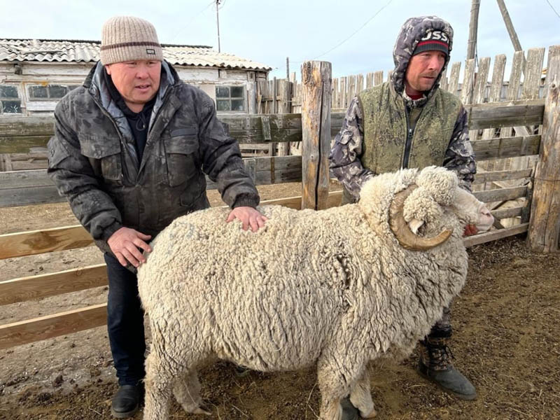 Забайкалье готовятся к всероссийской выставке племенных овец