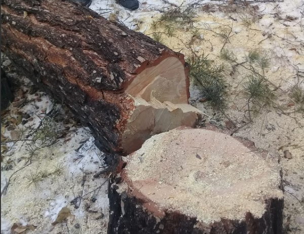 В Бурятии «чёрный» лесоруб возместит ущерб, причинённый окружающей среде 