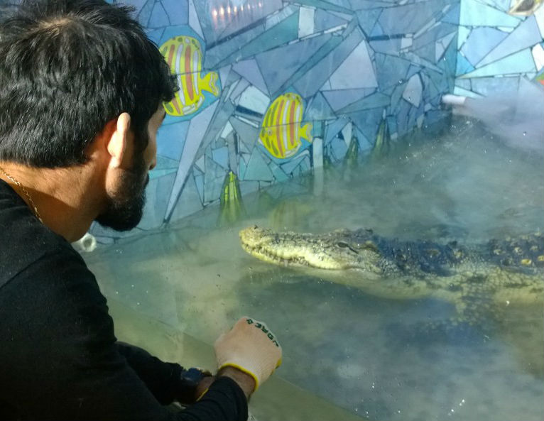 В Иркутской зоогалерее поселился нильский крокодил Геннадий 