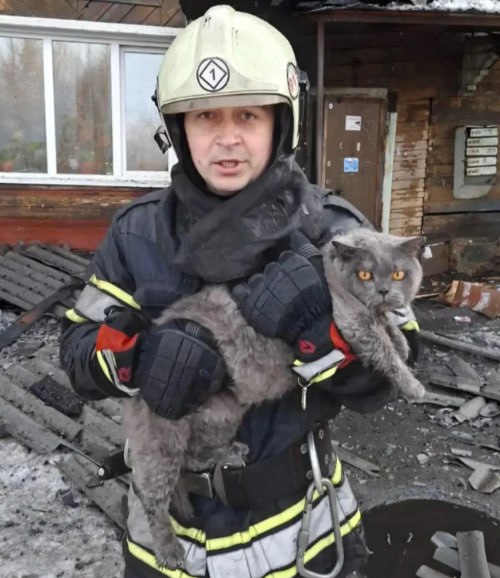 В Иркутске двух котов-погорельцев спасли на страшном пожаре