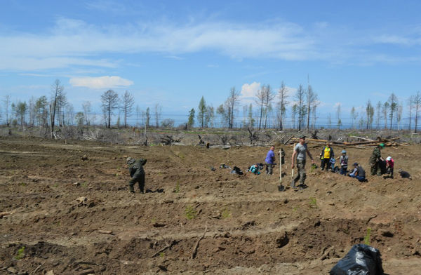 Сотрудники прокуратуры Бурятии посадили деревья 