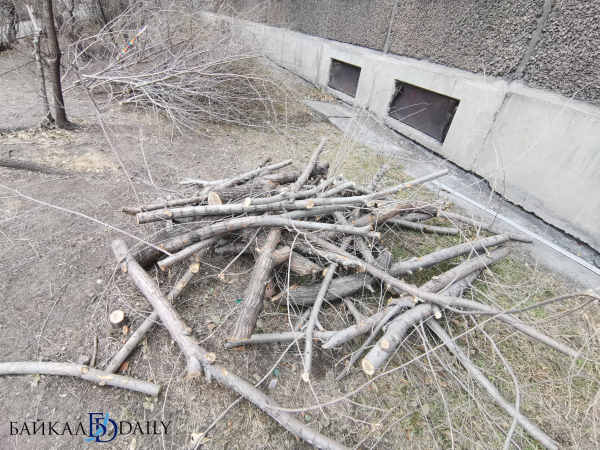 В Улан-Удэ за самовольную подрезку деревьев у домов грозят штрафы