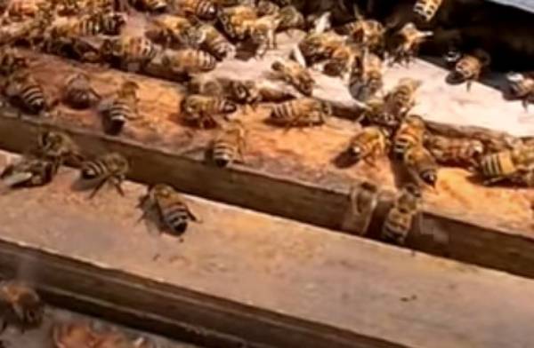 В Бурятии жителей пригородного села застращали пчёлы
