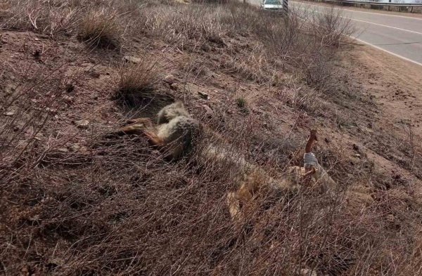 У кладбища в  Улан-Удэ нашли покалеченную мёртвую лису