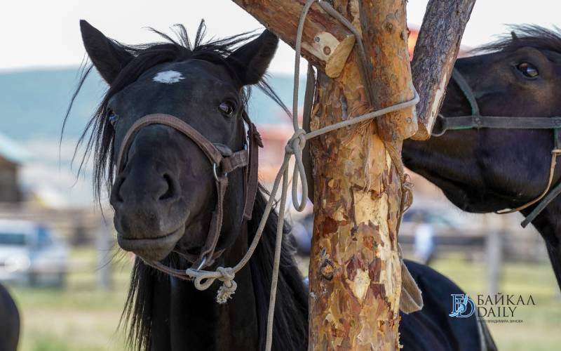 На ипподроме в Улан-Удэ впервые за 15 лет пройдут конные скачки 