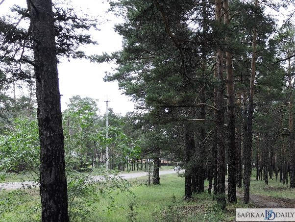 В Улан-Удэ разрешили вырубить 2300 деревьев 