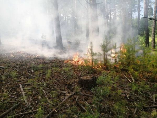 В Бурятии тушат сложный лесной пожар 