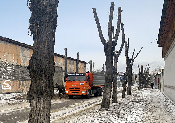 В Улан-Удэ не хватает профессионалов по подрезке деревьев