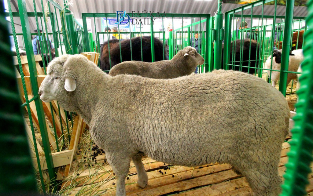 В Чите развернётся всероссийская выставка племенных овец