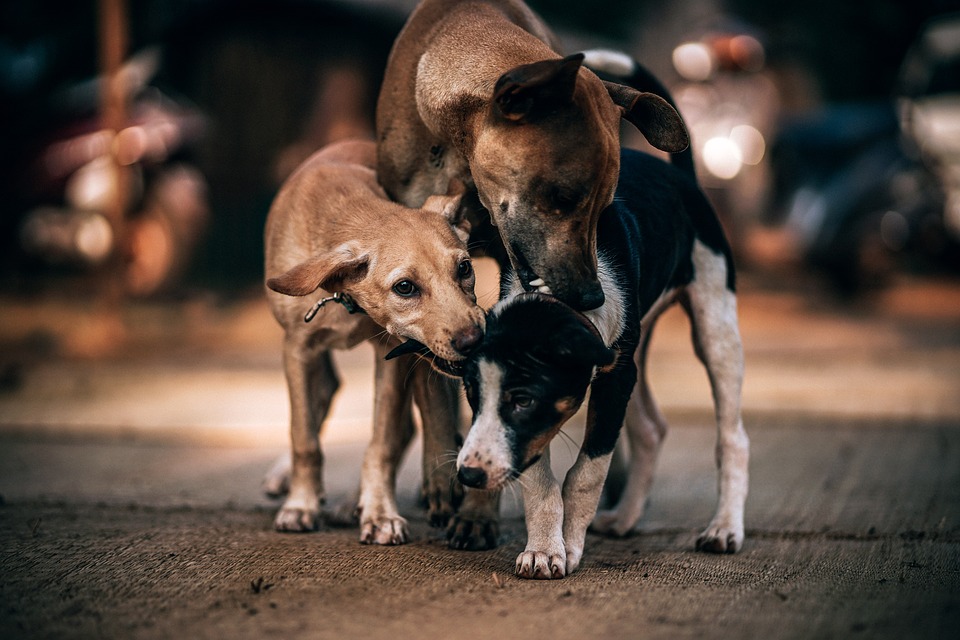 В Тарбагатайском районе Бурятии запретили вывоз собак