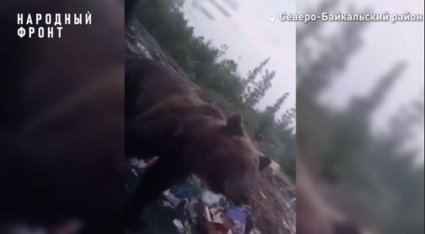 Северному посёлку Бурятии из-за мусорных куч угрожают медведи