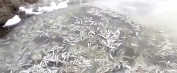 В Иркутской области в реке массово гибнет рыба. Видео 