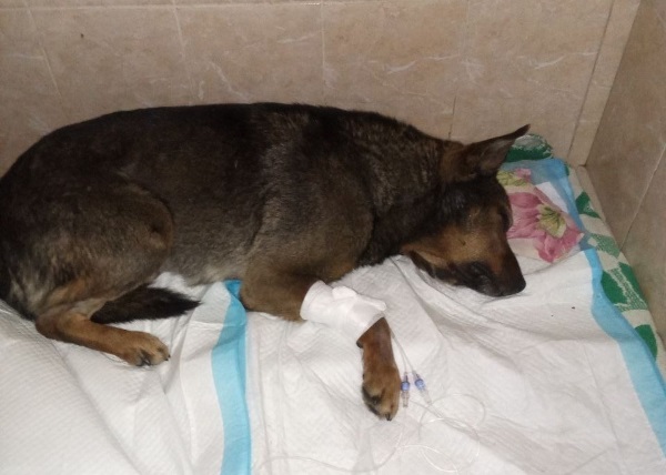 Сбитый на дороге в Улан-Удэ пёс выживает на лекарствах